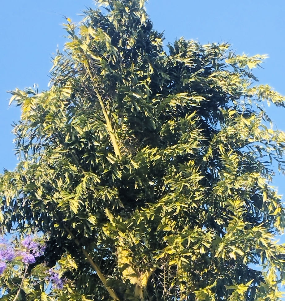 Apercu de Caryota maxima