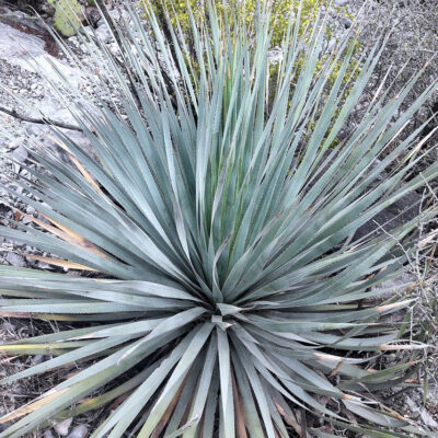 Dasylirion berlandieri