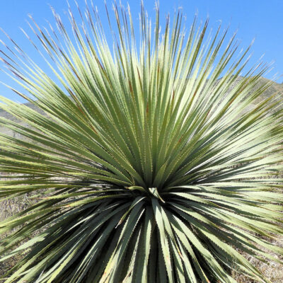 Dasylirion cedrosanum