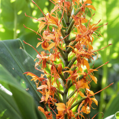 Hedychium 'Tara'
