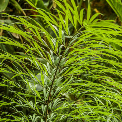 Cycas multipinnata, souvent sous le nom erroné de Cycas debaoensis