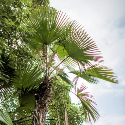 Trachycarpus martianus, palmier à stipe fin