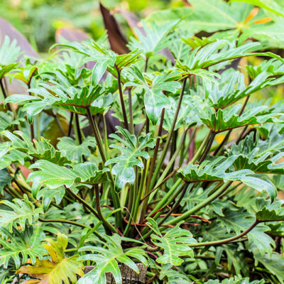 Thaumatophyllum xanadu alias Philodendron xanadu