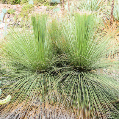 portrait de Dasylirion quadrangulatum, le sotol quadrangulaire