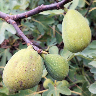 Figues Marot, fruit du figuier 'Marot'