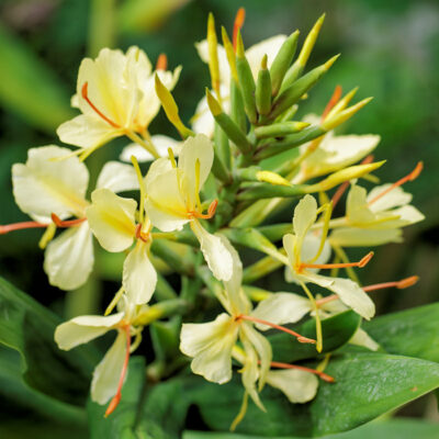 Hedychium Devon Cream