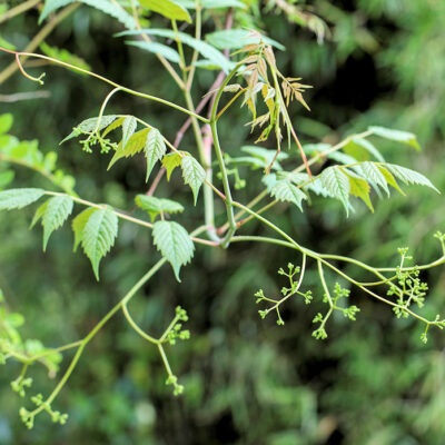 Détail du feuillage d'Ampelopsis megalophylla = Nekemias megalophylla, la vigne à feuille géante
