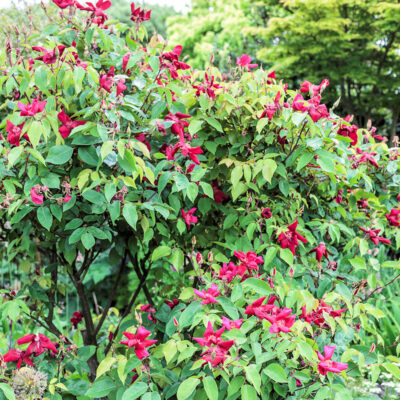 Rosa chinensis Sanguinea en fleurs