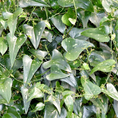 Smilax aspera, salsepareille (cc-by-sa 4.0)