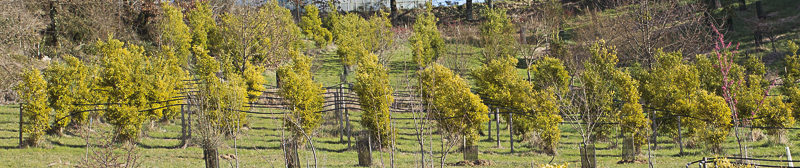 Production de Yuzu dans le Quercy - Tarn et Garonne