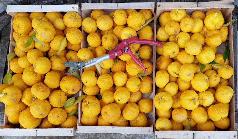 Récolte de yuzus de notre production
