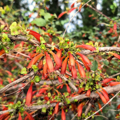 Halleria lucida - chèvrefeuille africain