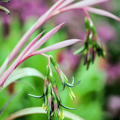 Fleur de Billbergia nutans, la billbergie penchée