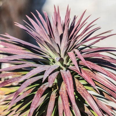Yucca desmetiana, yucca pourpre