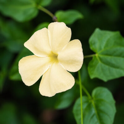 Thunbergia dregeana, Thunbergia creme, en fleur
