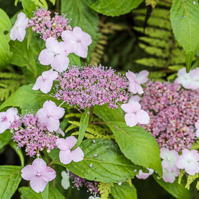 thé de Bouddha, hortensia à thé, Hydrangea serrata 'Oamacha'
