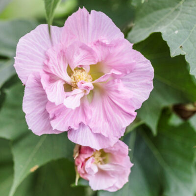 Rose des Confédérés (Hibiscus mutabilis) en fleurs