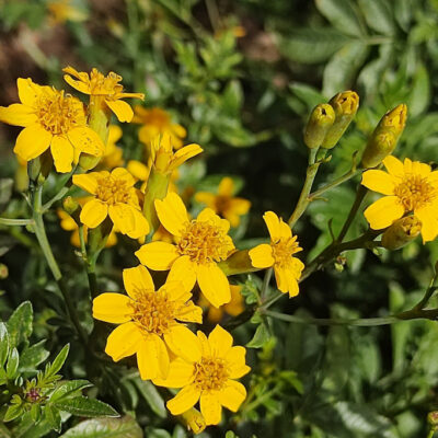 Tagetes elliptica, ou chincho