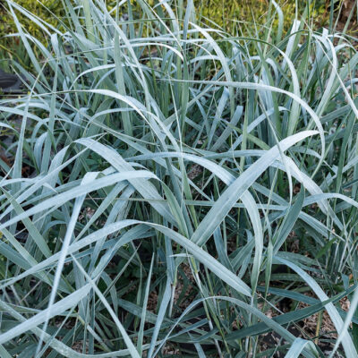 Feuillage de Panicum virgatum 'Ecran de Fumée'