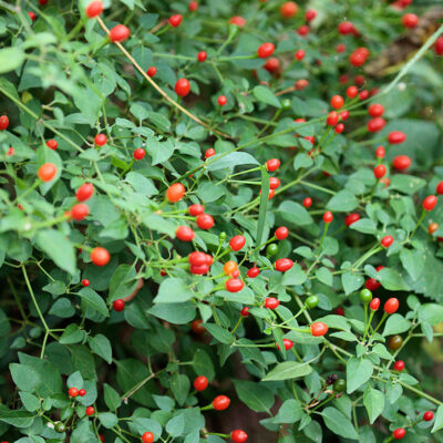 Capsicum annum var. glabriusculum, piment tepin, chiltepin