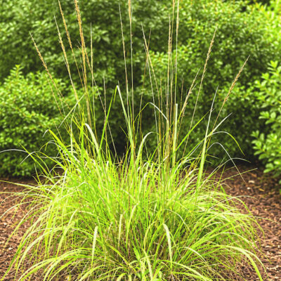 Erianthus strictus alias Saccharum baldwinii, la canne à épis étroits