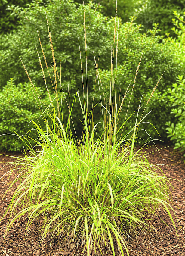 Erianthus strictus alias Saccharum baldwinii, la canne à épis étroits