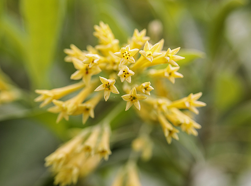 Floraison de Cestrum poeppigii alias Cestrum parqui