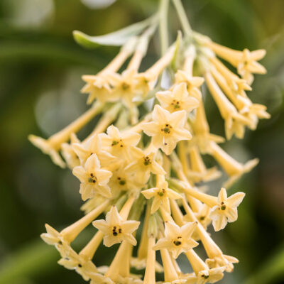Floraison de Cestrum poeppigii alias Cestrum parqui