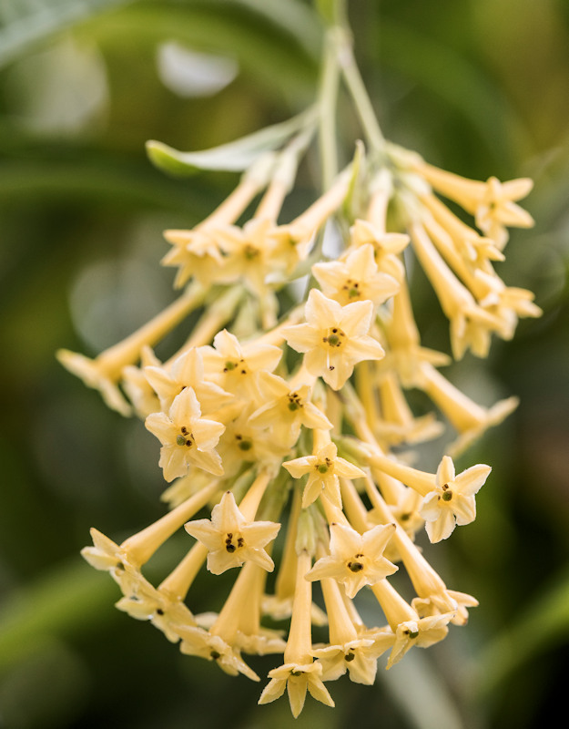 Floraison de Cestrum poeppigii alias Cestrum parqui