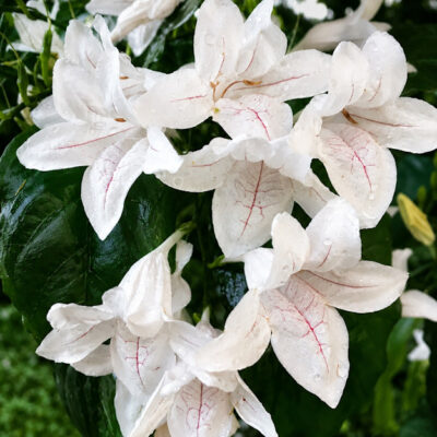 Fleurs de Mackaya bella