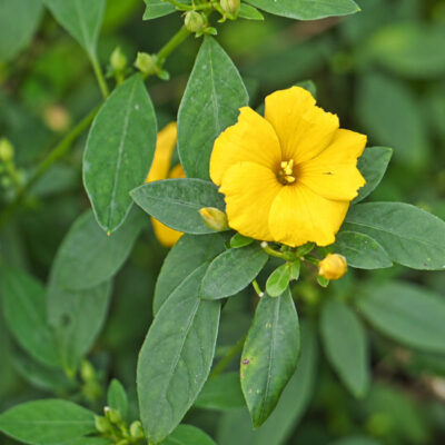 Fleur de Reinwardtia indica, la pyoli