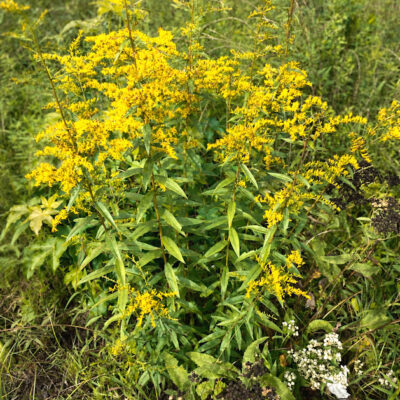 Solidago odora, solidage odorante, herbe à thé, solidago anisé