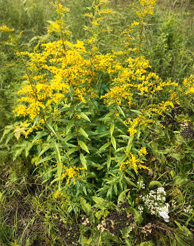 Solidago odora, solidage odorante, herbe à thé, solidago anisé