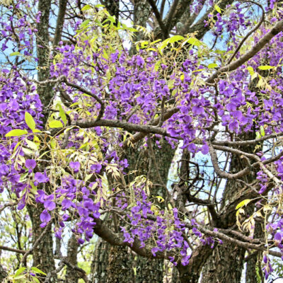 Bolusanthus speciosus, la glycine arbre, en fleur
