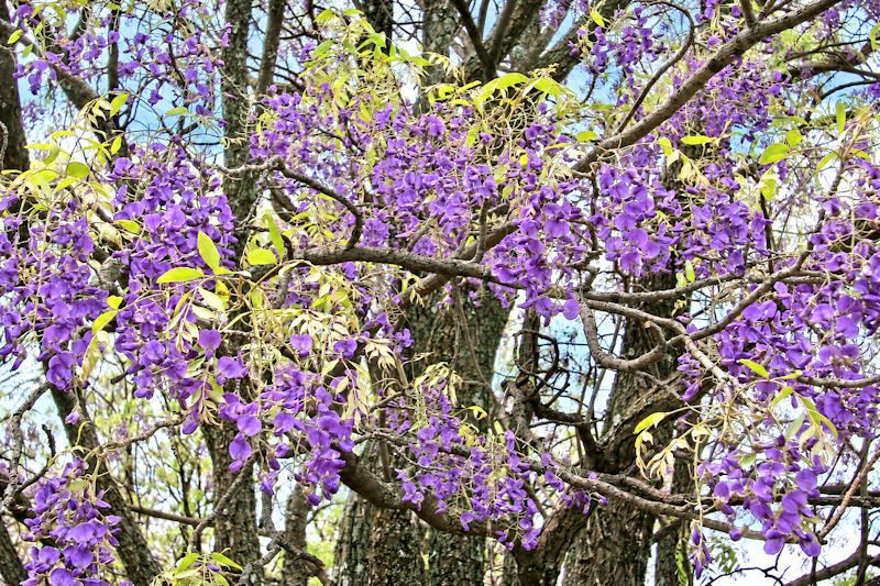Bolusanthus speciosus, la glycine arbre, en fleur