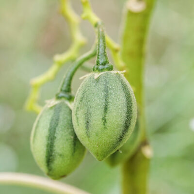 Fruit de tamarillo rustique, Solanum corymbiflorum Cyphomandra corymbiflora