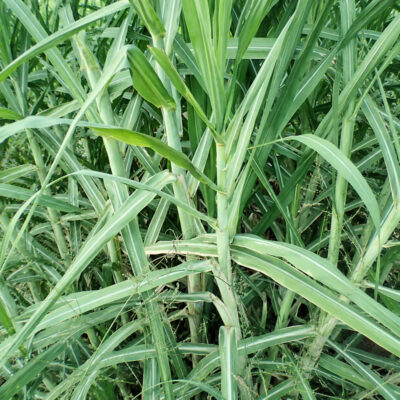 Saccharum x sinense, canne à sucre de Chine