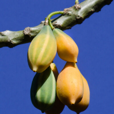 Papayer des montagnes, Vasconcellea quercifolia alias Carica quercifolia