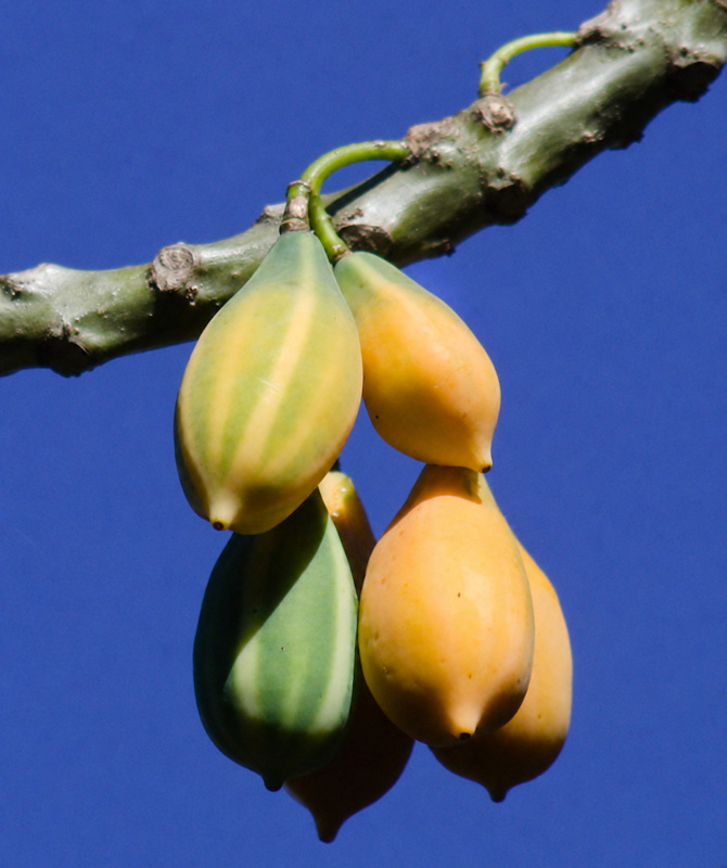 Papayer des montagnes, Vasconcellea quercifolia alias Carica quercifolia