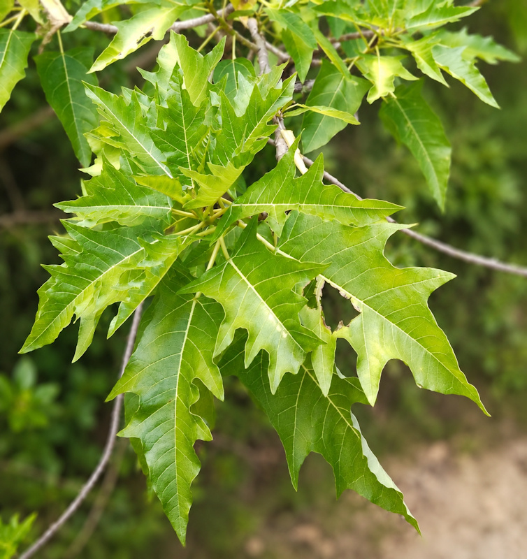 Papayer des montagnes, Vasconcellea quercifolia alias Carica quercifolia