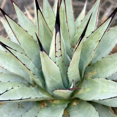 Agave x parryspina - Agave parryi x Agave flexispina