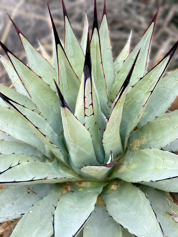 Agave x parryspina - Agave parryi x Agave flexispina