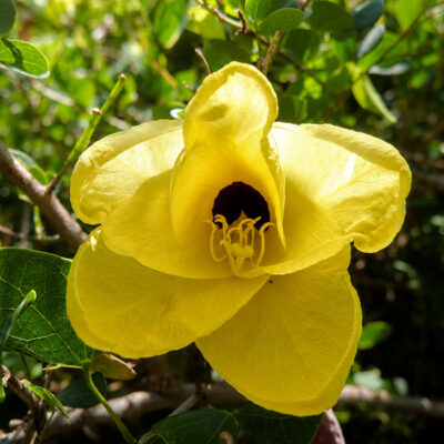 Bauhinia tomentosa, bauhinie jaune