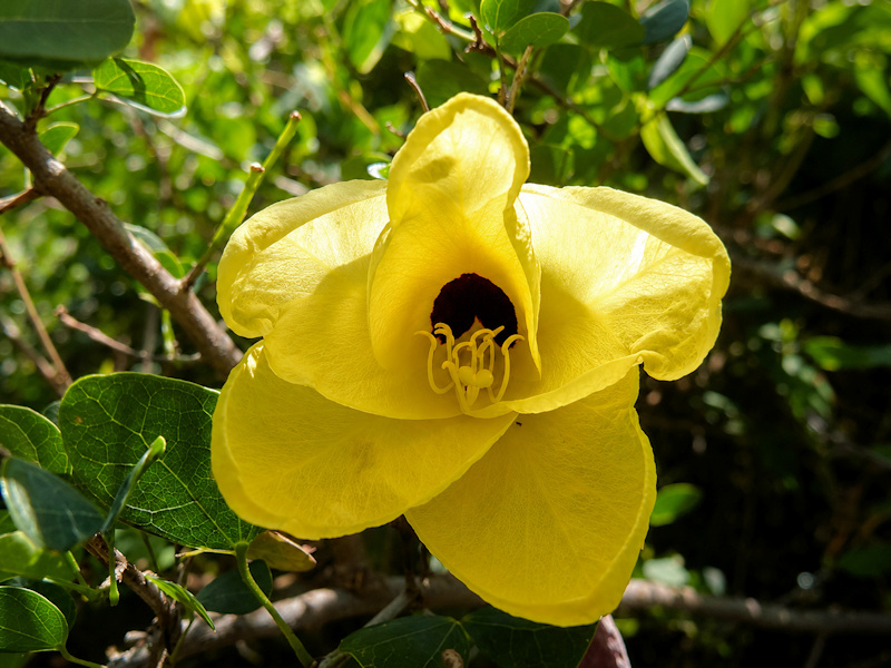 Bauhinia tomentosa, bauhinie jaune