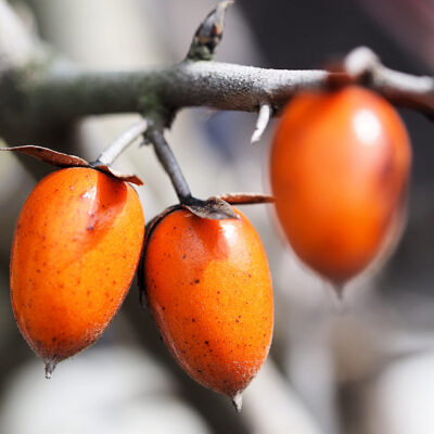 Diospyros rhombifolia