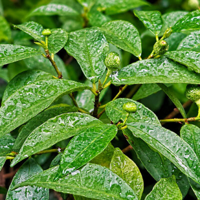 Ficus formosana, figuier de Taïwan