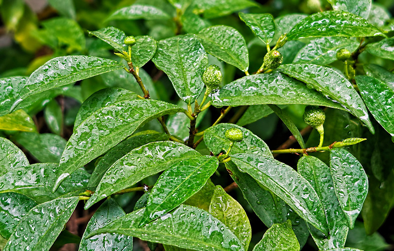 Ficus formosana, figuier de Taïwan
