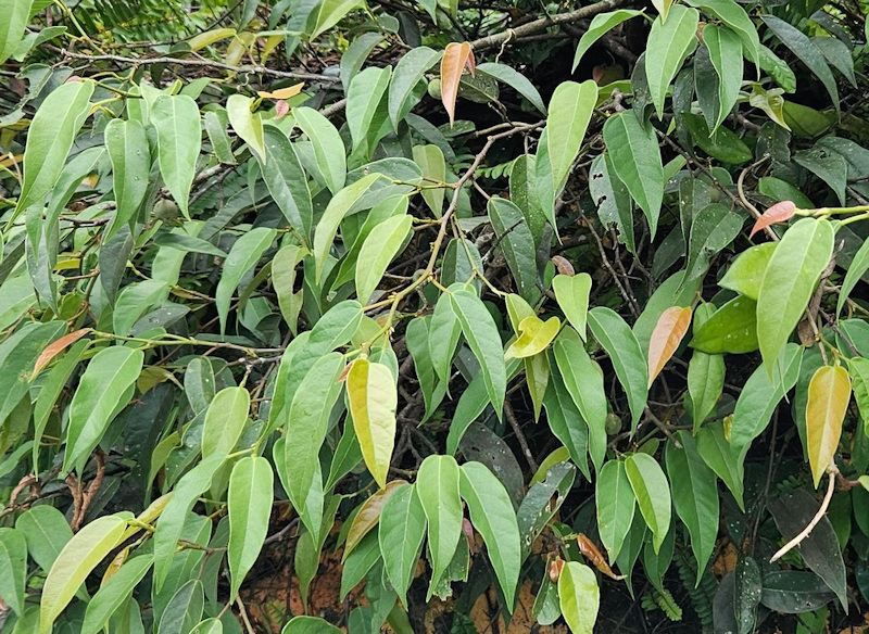 Ficus sarmentosa
