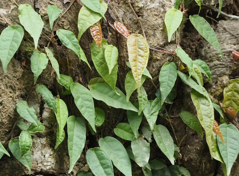 Ficus sarmentosa