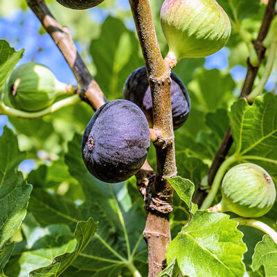 Bourjassotte Noire alias Violette de Sollies